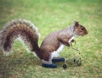 grannysquirrel.jpg