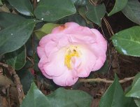 Camellia 1.jpg