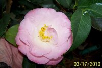 Camellia 3.jpg