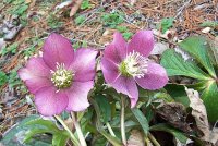 Lenten Rose 2.jpg