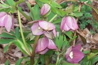 Lenten Rose 4.jpg