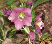 Lenten Rose 7.jpg
