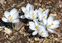 White Crocus 6.jpg