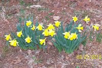Daffs 1.jpg