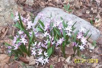 Flower 2.jpg