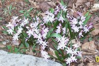 Flower 4.jpg
