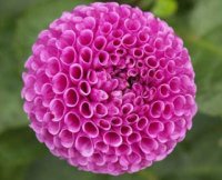greg-dahlia-320.jpg