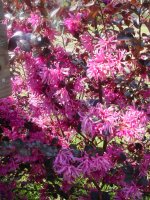 Flowers -10 009.JPG