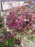 Flowers -10 010.JPG