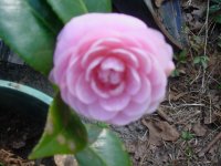 Flowers -10 001.JPG