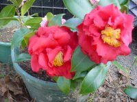 Flowers -10 003.JPG
