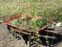 wheel barrow.jpg