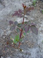 Flowers -10 008.JPG