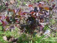Flowers -10 006.JPG