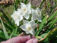 Flowers -10 005.JPG