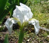 white iris.jpg