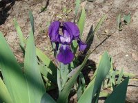 purple iris.jpg