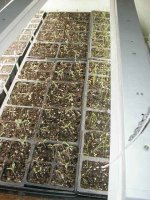 tomatoes-mar-25.jpg