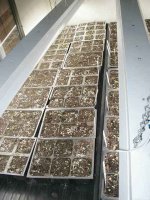 seedlings-mar-25.jpg