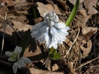squill.jpg