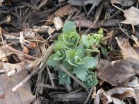 pjsedum.jpg