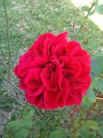 IMG_0254.jpg