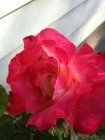 IMG_0252.jpg