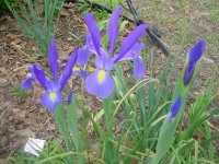 Flowers -10 002.JPG