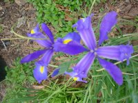 Flowers -10 003.JPG