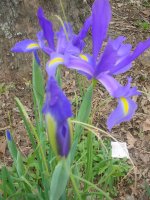 Flowers -10 005.JPG