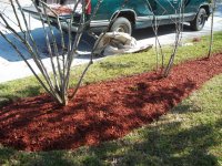 gardening022.jpg