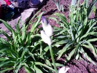 tn_gardening026.JPG