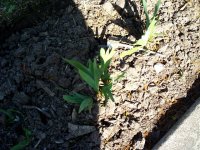 tn_gardening030.JPG