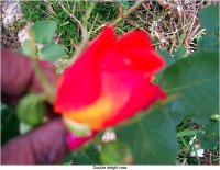 tn_gardening009.JPG