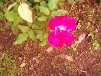 tn_gardening010.JPG