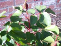 tn_gardening012.JPG