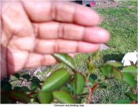tn_gardening015.JPG