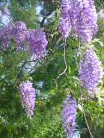 Flowers -10 002.JPG