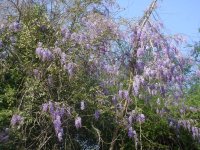 Flowers -10 003.JPG