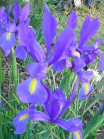 Flowers -10 005.JPG