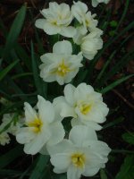 Flowers -10 006.JPG