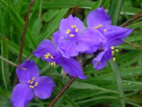 Flowers -10 005.JPG