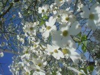 Flowers -10 008.JPG