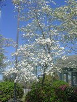Flowers -10 010.JPG