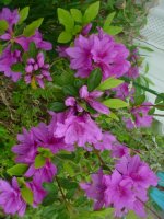Flowers -10 007.JPG