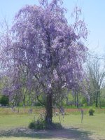 Flowers -10 012.JPG