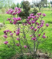 Tulip Tree 2.jpg