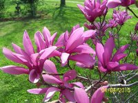 Tulip Tree bloom 2.jpg