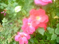 tn_gardening023.JPG
