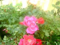tn_gardening022.JPG